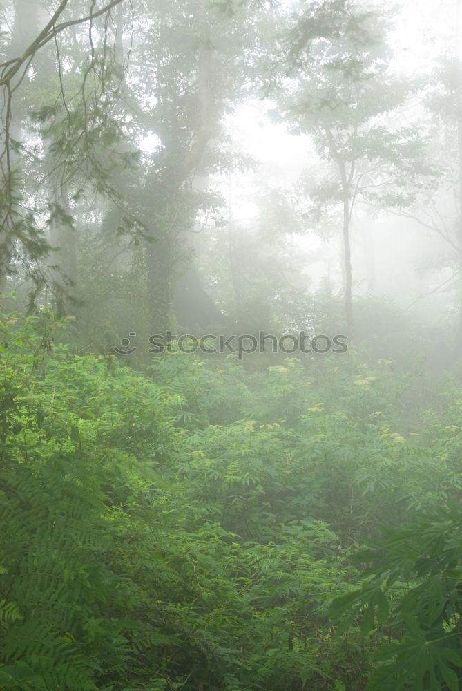 Similar – Märchenwelt Umwelt Natur