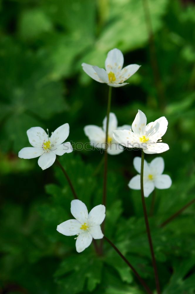 Similar – Image, Stock Photo Nest in the bush (anemone)