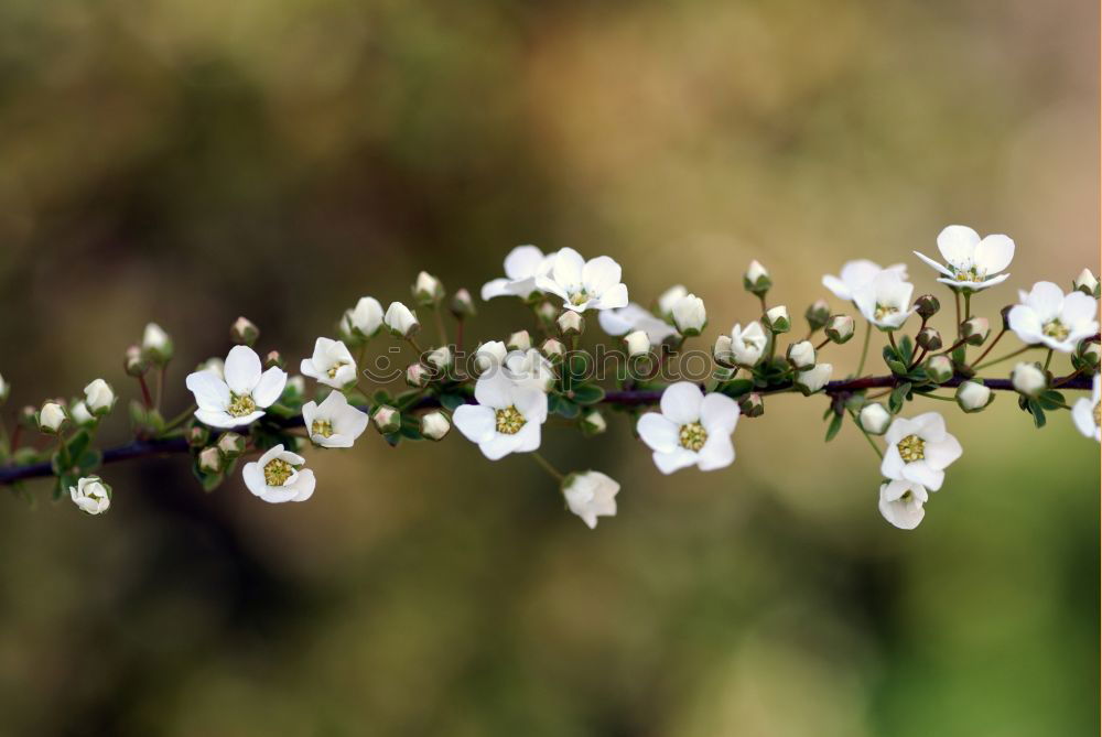 Similar – Morgentau Leben Duft Natur