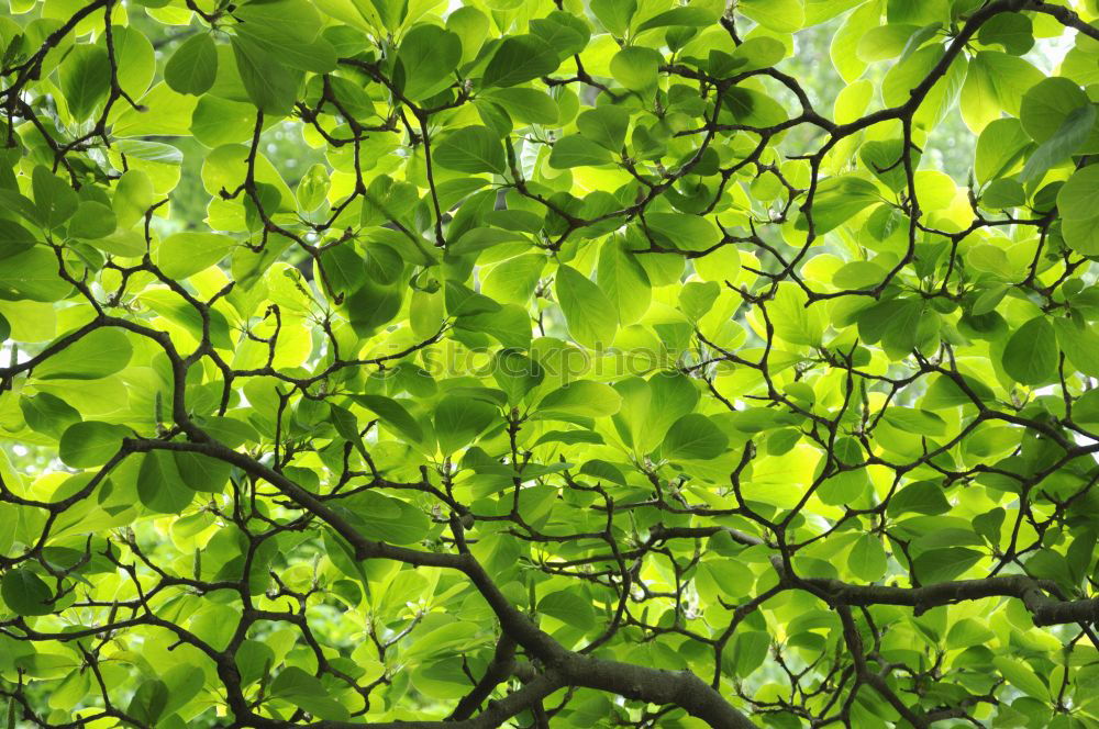 Similar – Image, Stock Photo special Leaf Treetop