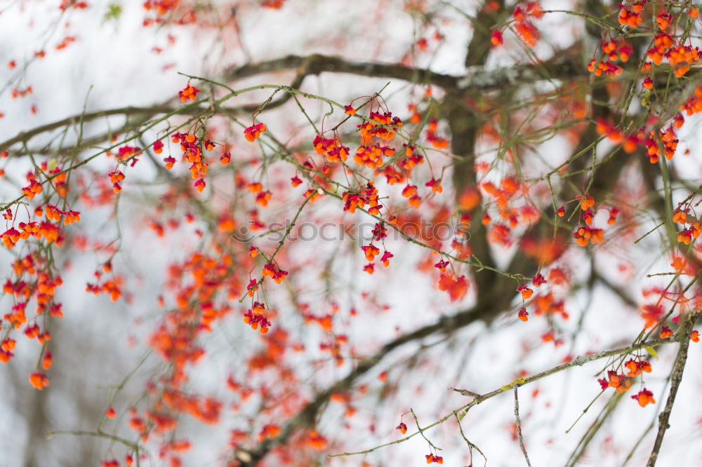 Similar – Image, Stock Photo Rowan branch in the snow