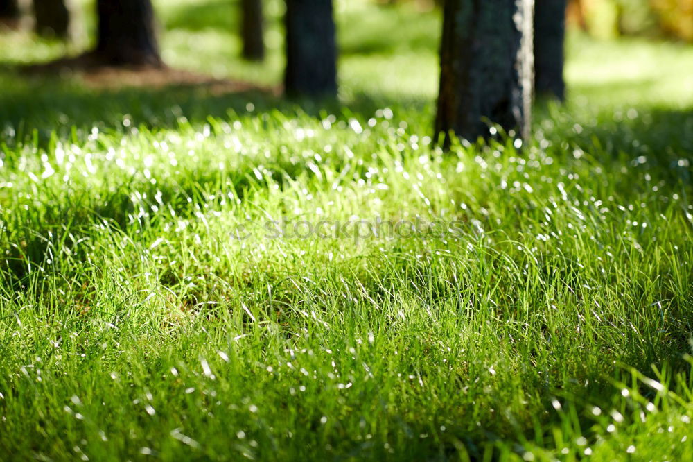 Similar – forest ground Woodground