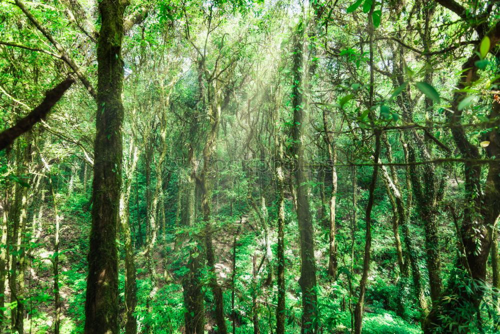 Similar – Image, Stock Photo aberrations Forest Mystic