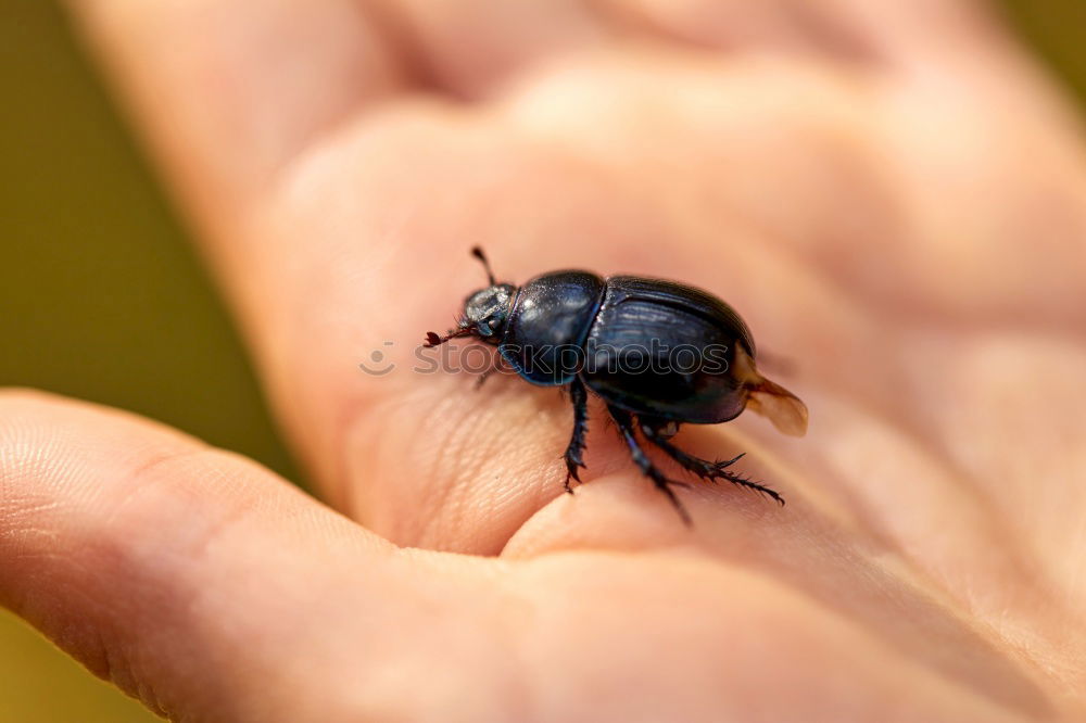 Similar – Child with beetle Garden