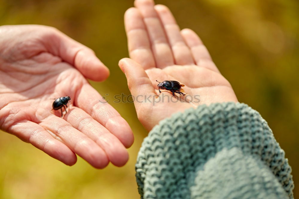 Similar – Image, Stock Photo Hand holding beetle in hand