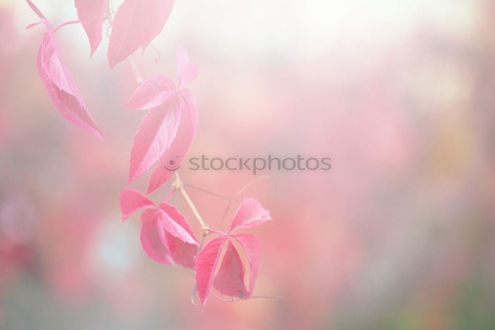 Similar – Pinky rosa grün Bergheide