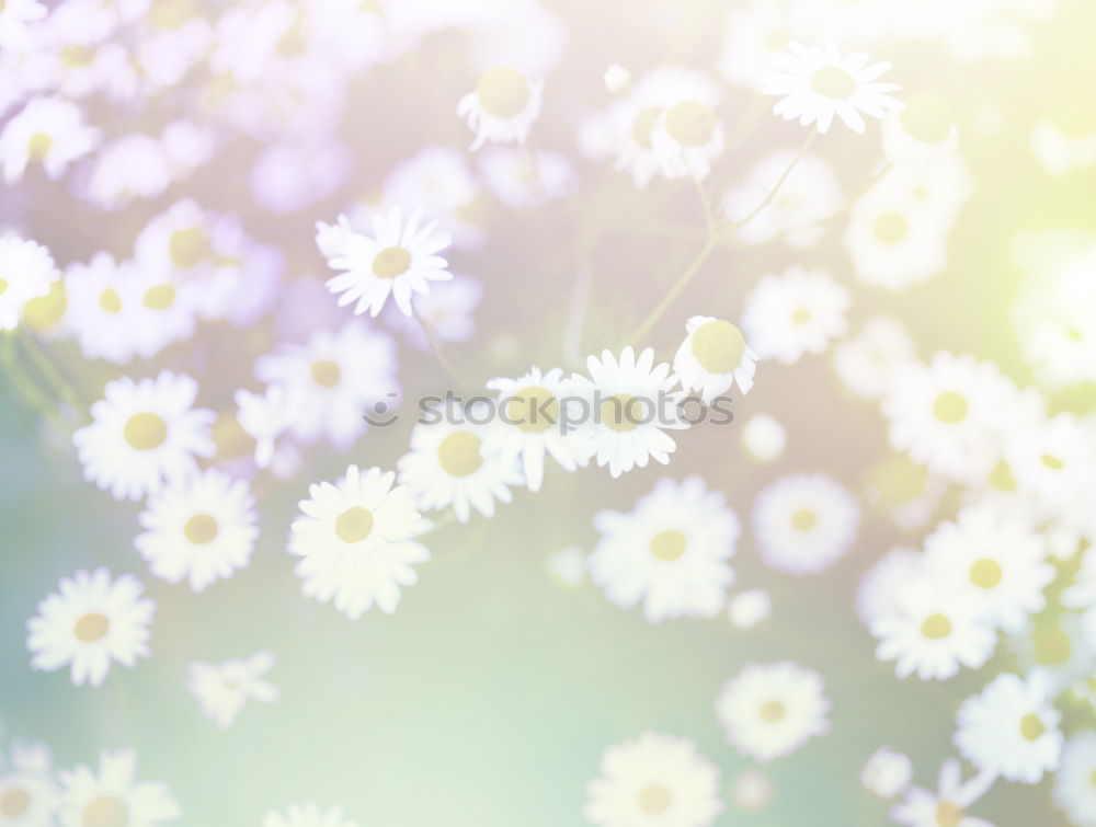 Similar – Image, Stock Photo Spring nature background with white flowers