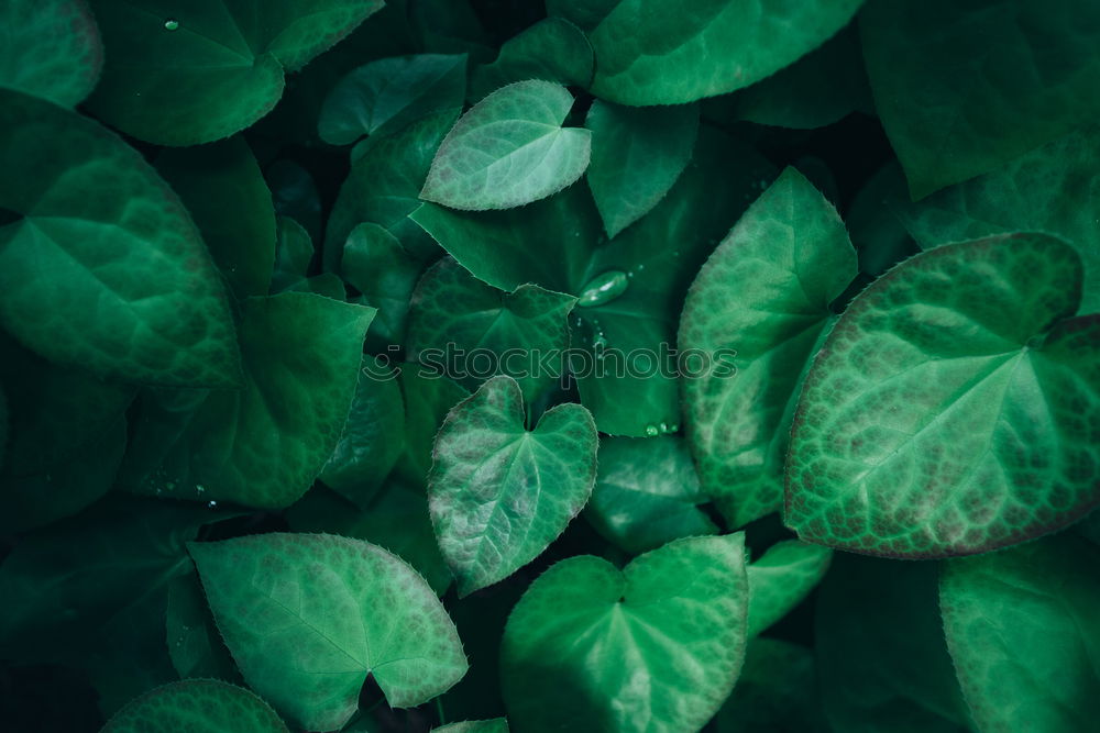 Similar – Image, Stock Photo urban gardening tomato cultivation