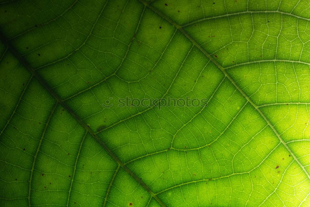 Similar – Image, Stock Photo natural light Leaf Light