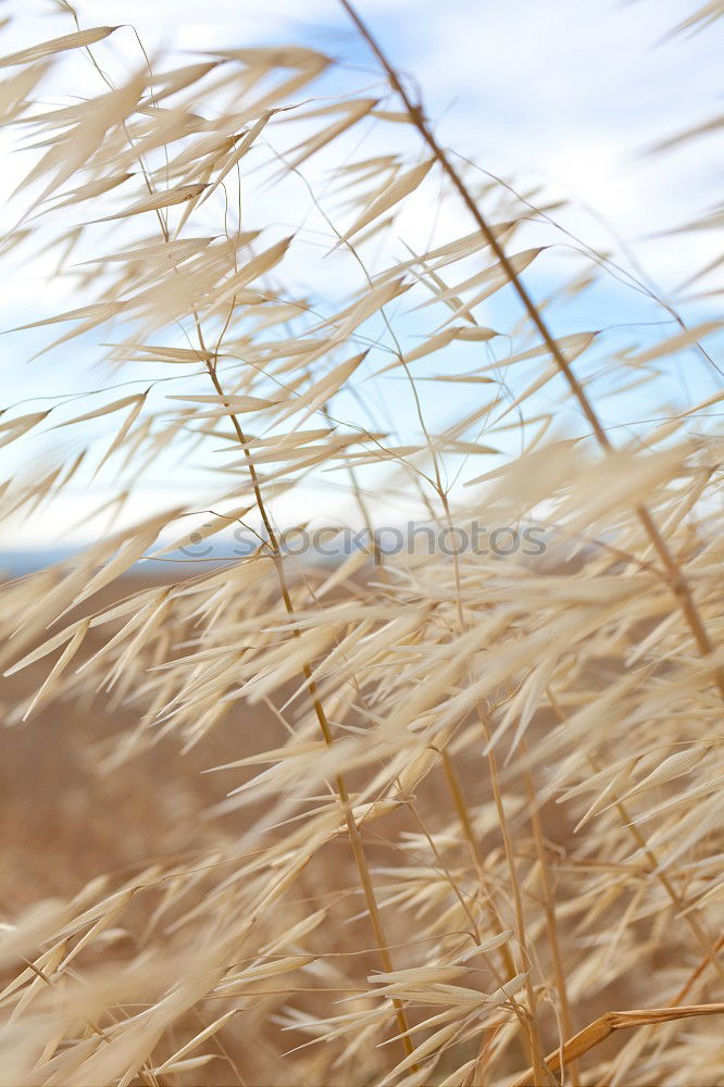 Similar – grain °2 Field Summer