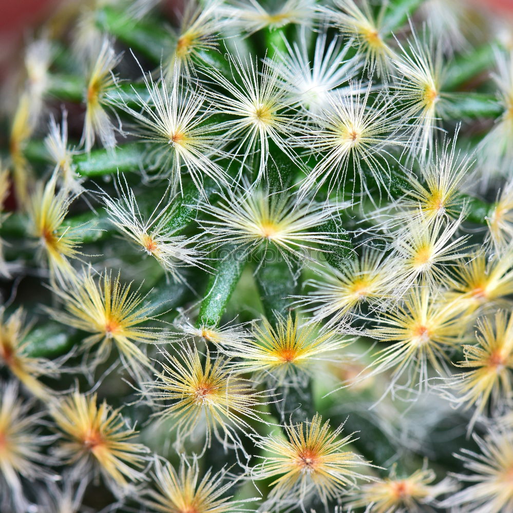 Similar – cactus Cactus Green Plant