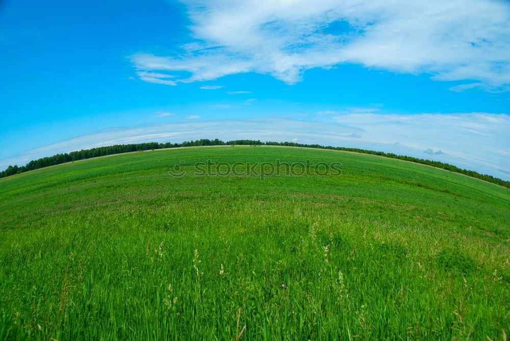 Similar – Lone Tree 02 Loneliness