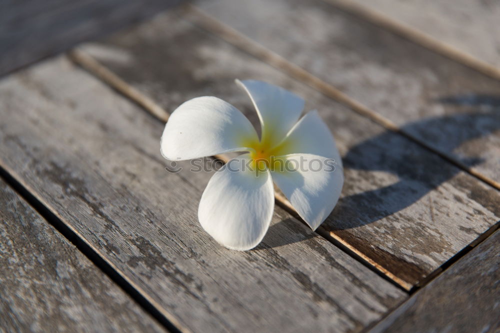 Similar – Foto Bild weiße Blütenpflanze Blume