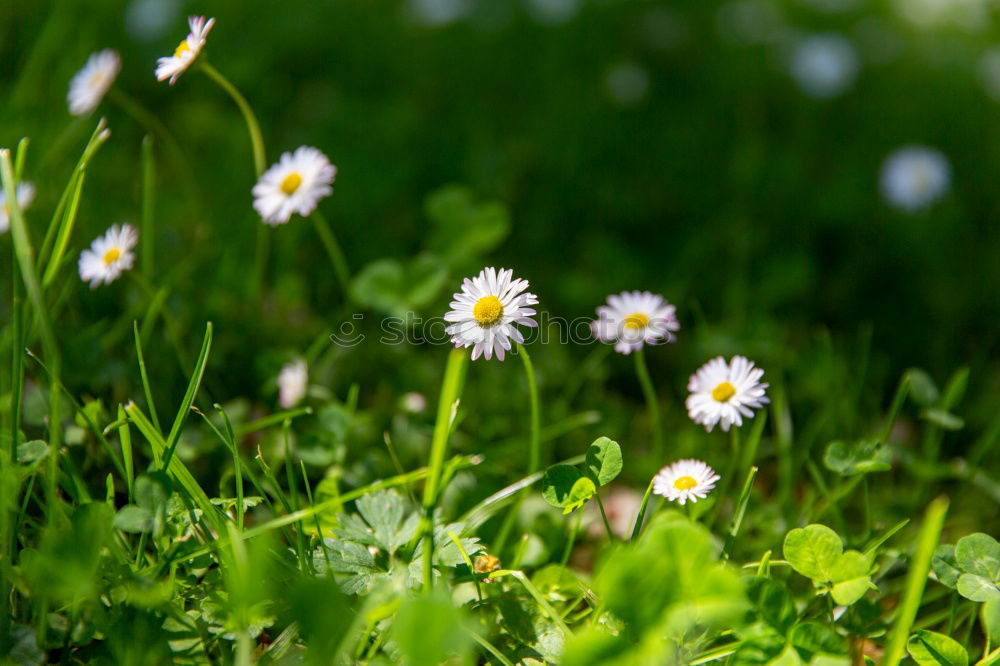 Similar – Foto Bild Angstgegner Gänseblümchen