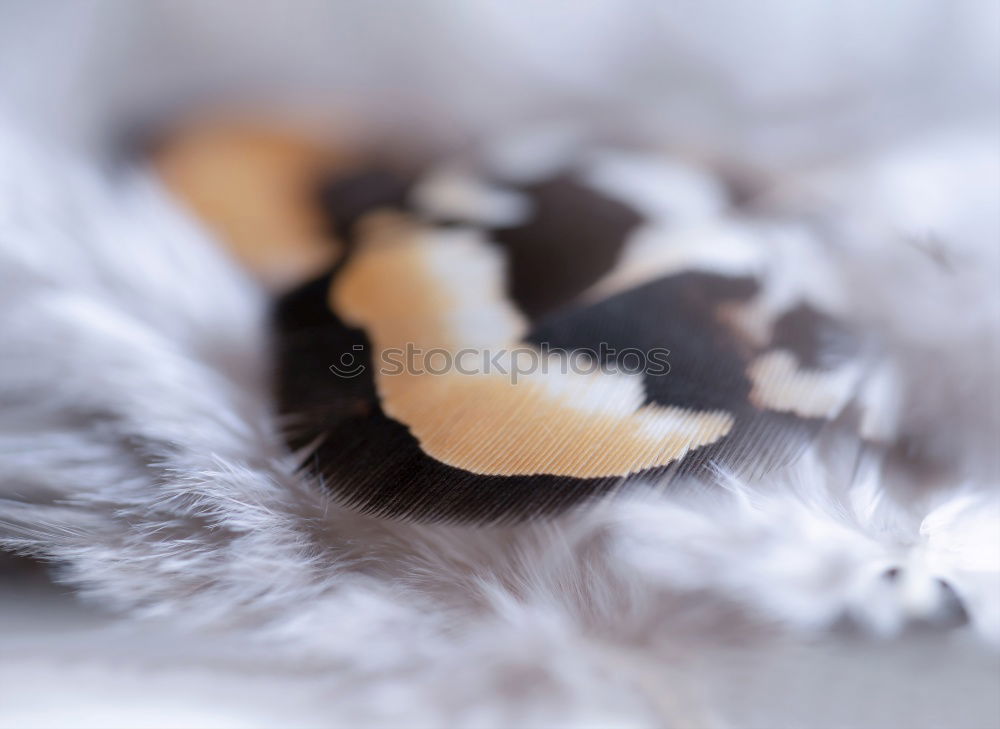 Similar – Image, Stock Photo Socks fluffy fur Feet