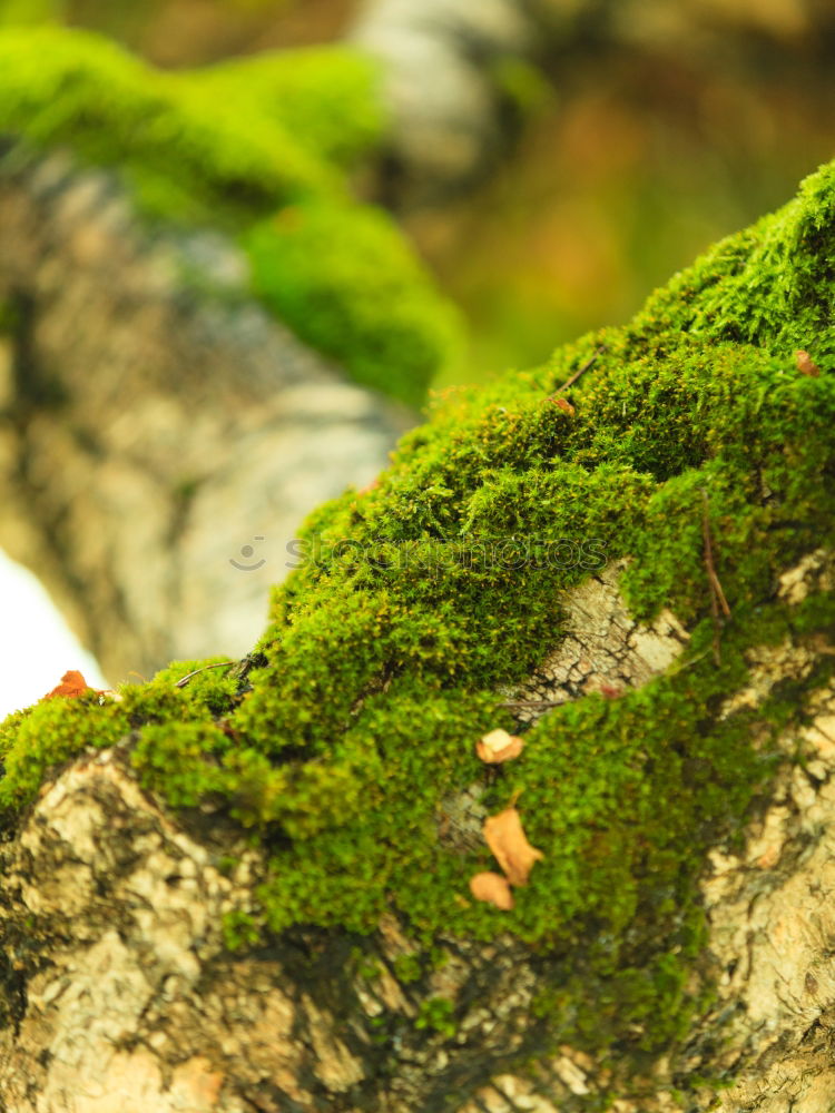 Similar – Image, Stock Photo Stones overgrown with green moss lie in the bed of the Ilse, the leaves of the slowly autumnal coloring trees are reflected in the water