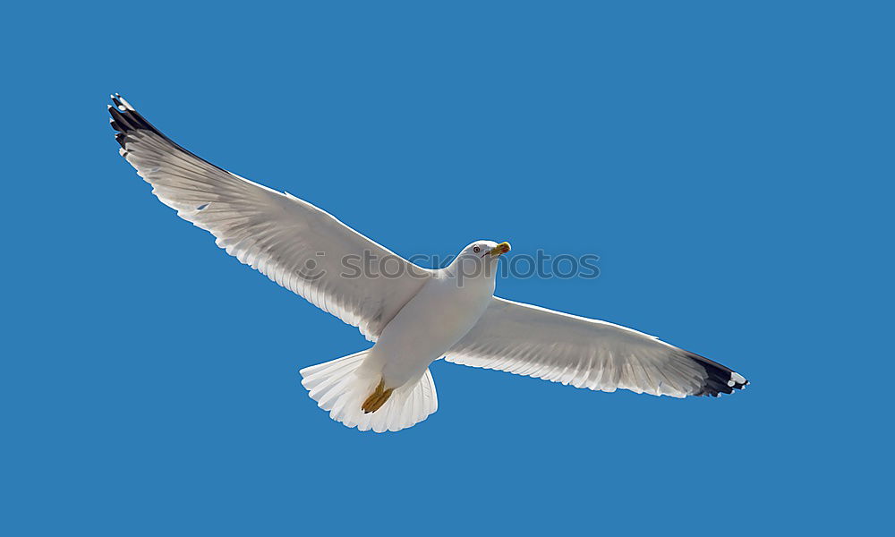 Similar – freedom Seagull White