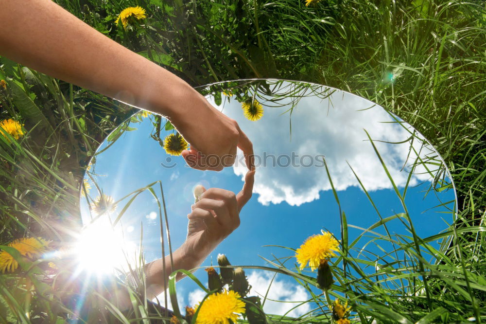 Similar – Image, Stock Photo Autumn Flowers Decoration Make