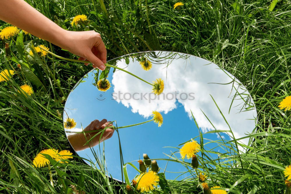 Similar – Image, Stock Photo Autumn Flowers Decoration Make