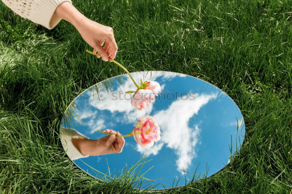 Similar – Image, Stock Photo Autumn Flowers Decoration Make