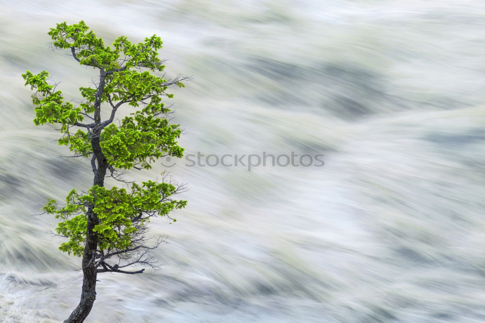 Similar – Image, Stock Photo water tree Tree