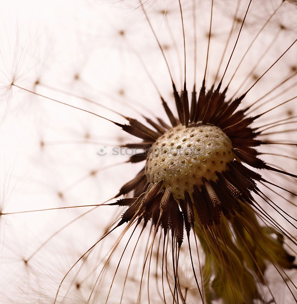 Image, Stock Photo Needled Thorn Pierce Plant