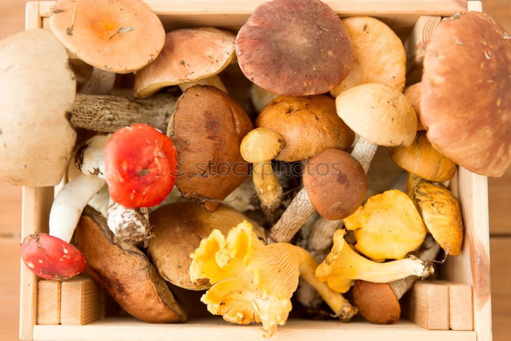 Similar – Image, Stock Photo Mushrooms in basket Food