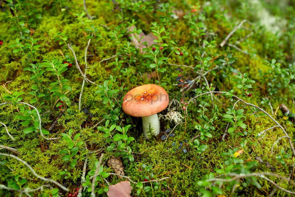 Similar – Image, Stock Photo Mushrooms on trunk Eifel