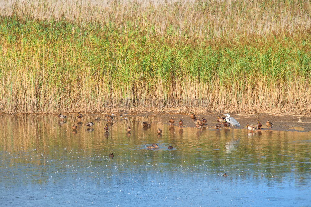 Similar – Foto Bild im Gänsemarsch Landschaft
