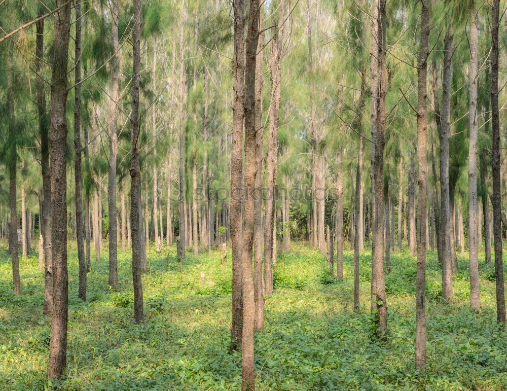 Rows of trees in forest