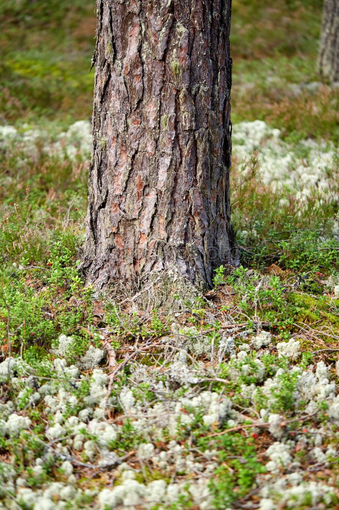 Similar – Blütengrün Baum Wiese Gras