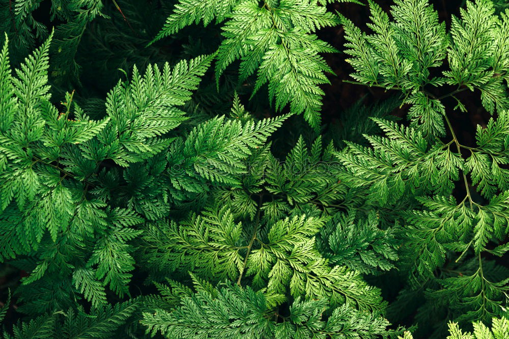 Similar – Image, Stock Photo Fresh foliage Garden