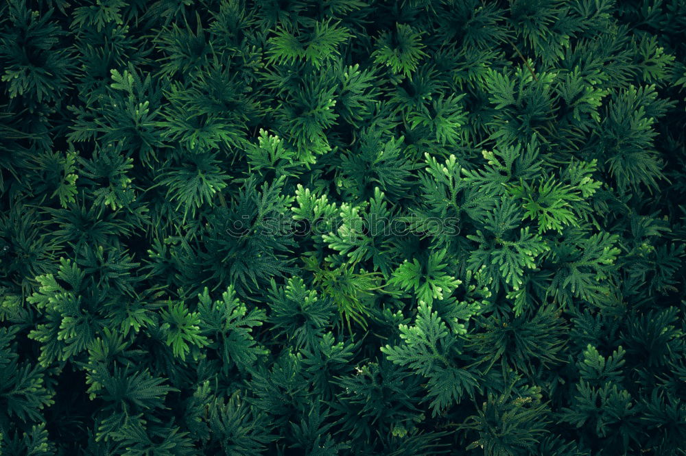 Similar – Image, Stock Photo Fern Plant in detail