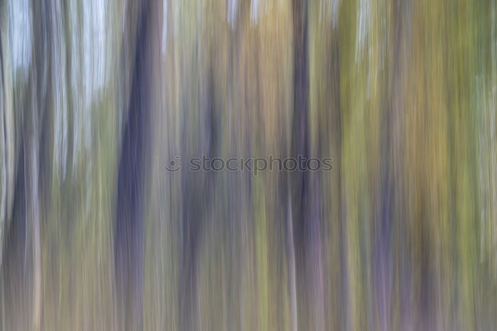 Similar – Image, Stock Photo In the forest II