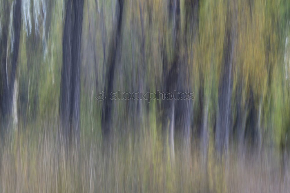 Similar – Autumn leaves fall on the forest floor