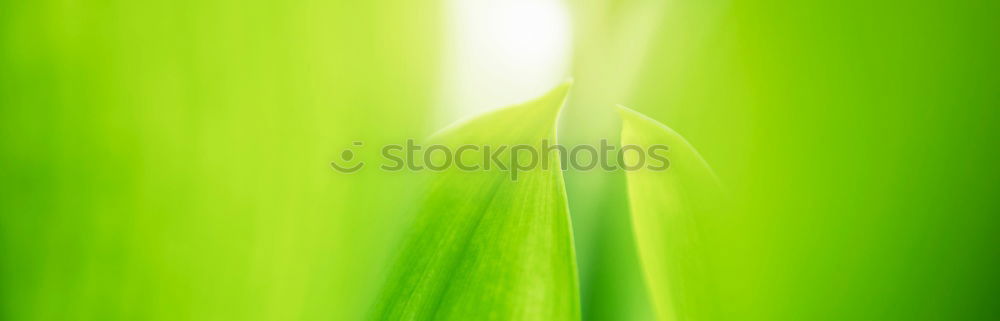 Image, Stock Photo green II Green