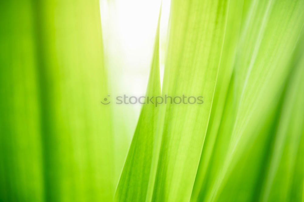 Image, Stock Photo it greenens… Green Grass