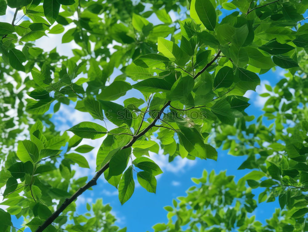 Foto Bild Im Garten Eden Baum grün