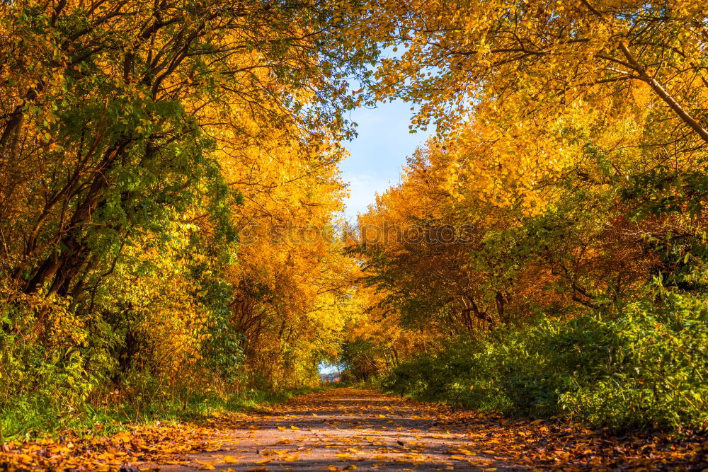 Autumn Blatt Baum braun