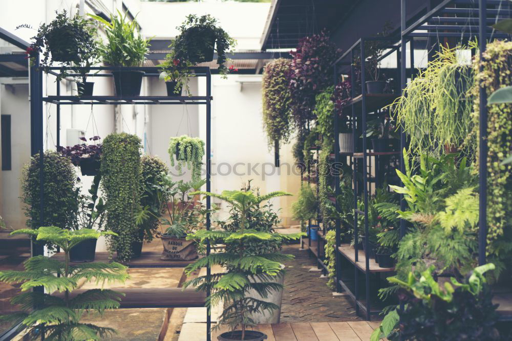 Similar – Balcony with green plants