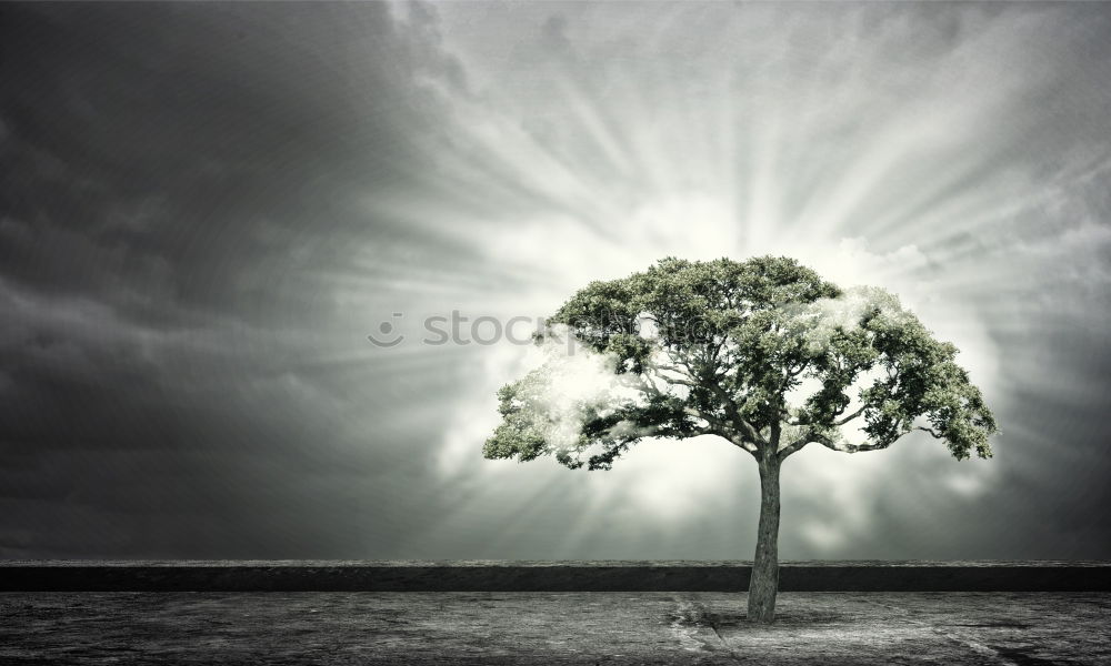 Similar – Image, Stock Photo split up Tree Light Eerie