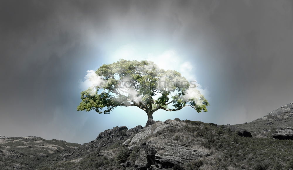 Similar – One lonely Tree Infrared