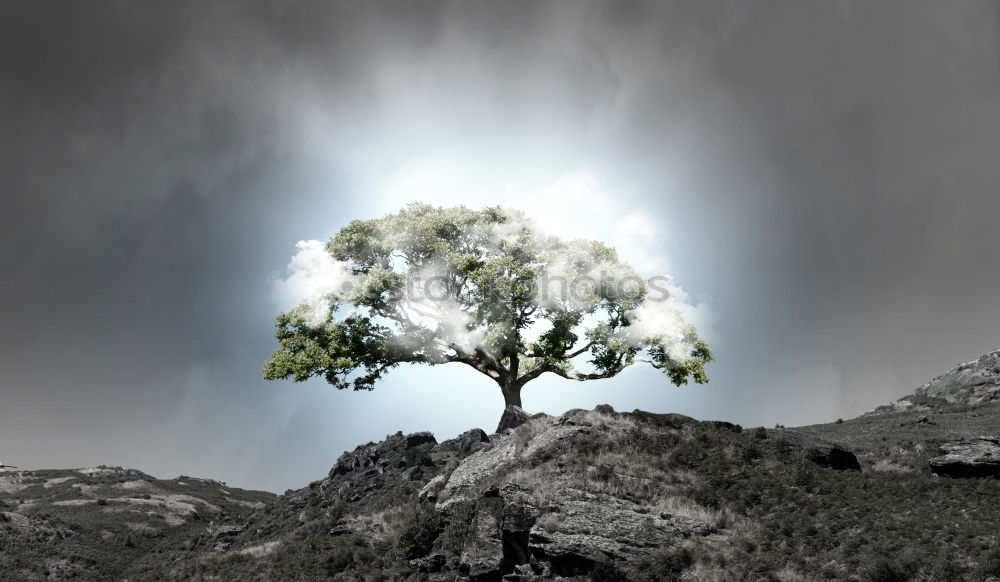 Similar – Image, Stock Photo ponder Tree Clouds