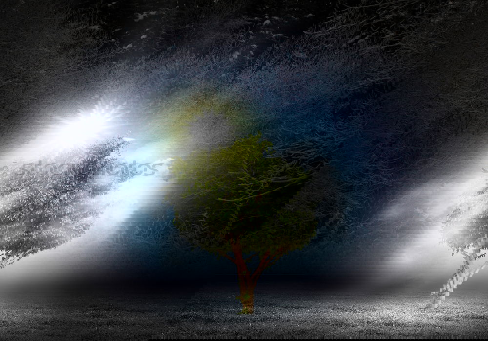 Similar – Image, Stock Photo Tree in the fog Fog Meadow