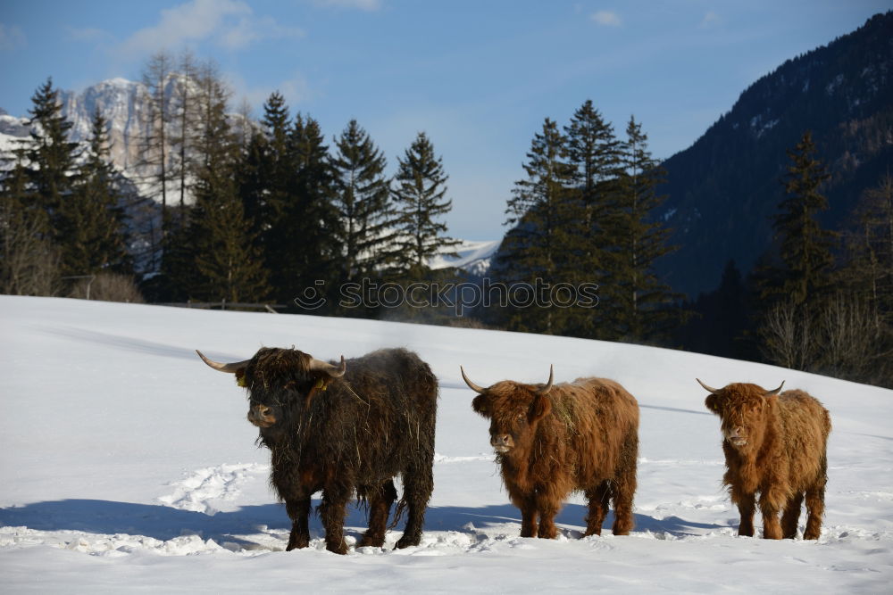 Similar – Boars pasturing between trees and snow