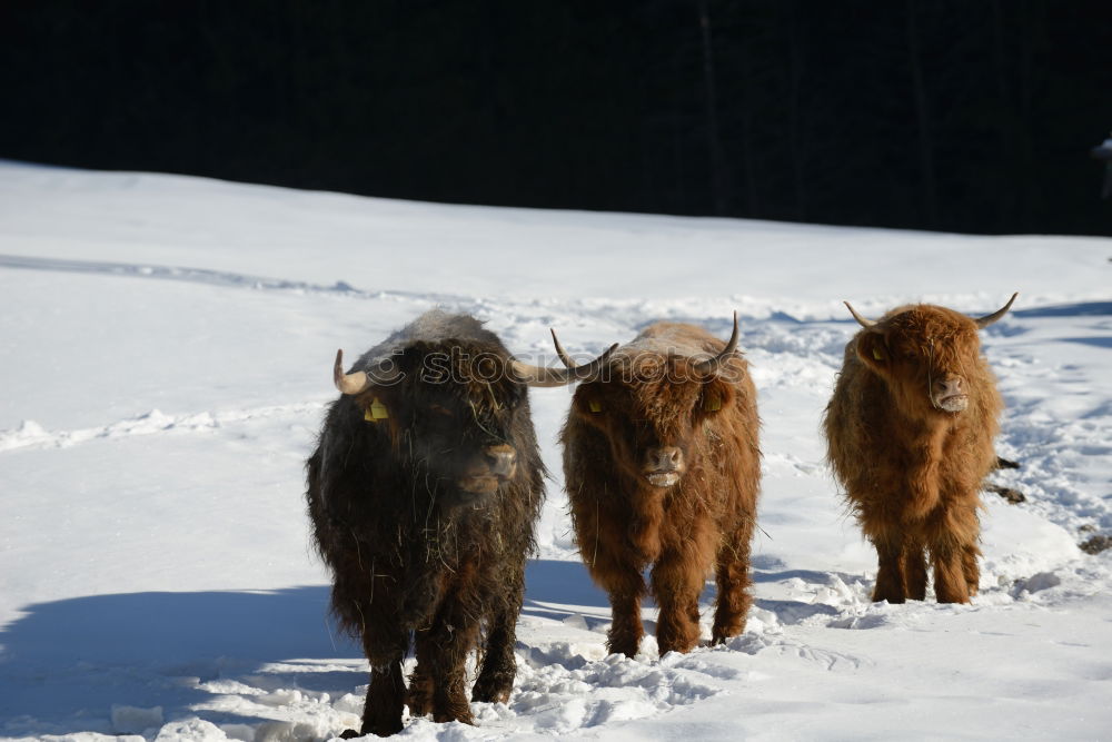 Boars pasturing between trees and snow