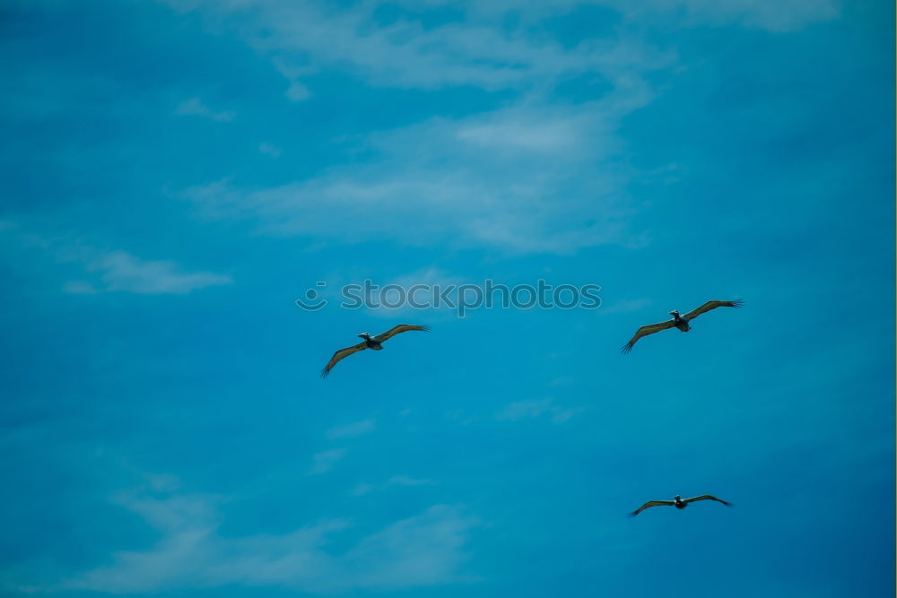 Similar – Image, Stock Photo air show Sky Seagull