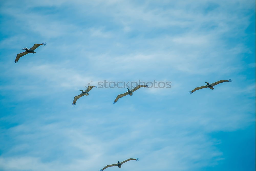 Similar – Image, Stock Photo formation flight Animal