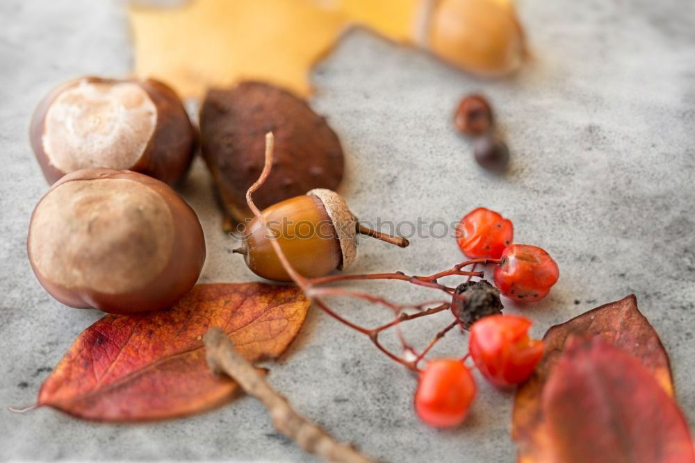 Similar – Image, Stock Photo autumn fruits Environment