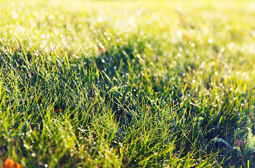 Similar – Image, Stock Photo tablecloth Summer Meadow